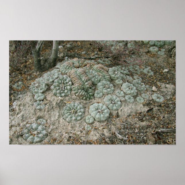 Lophora williamsii - Peyote Poster (Vorne)