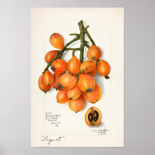 Loquats (Eriobotrya Japon Obstmalerei) Poster