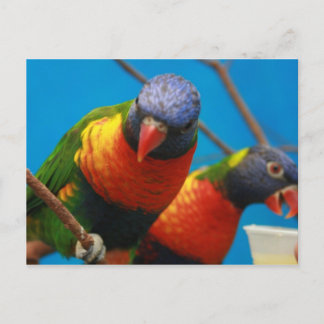 Lories Birds Postcard Postkarte
