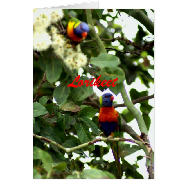 Lorikeet (Vorne)