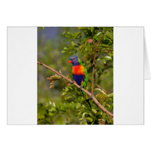 Lorikeet