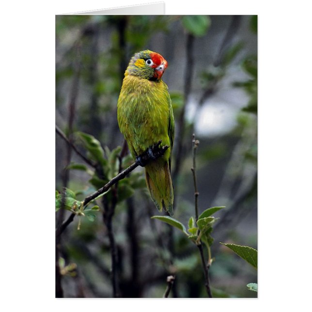 Lorikeet, Australien (Vorne)