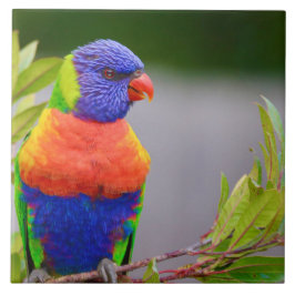 Lorikeet Bird Fliese