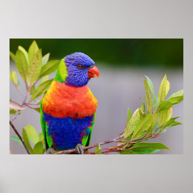 Lorikeet Bird Poster (Vorne)
