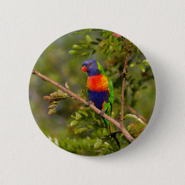Lorikeet Button