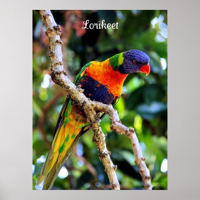 Lorikeet, farbiger Vogel Poster (Vorne)