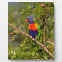 Lorikeet