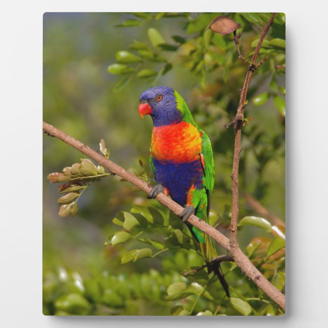 Lorikeet Fotoplatte (Vorderseite)