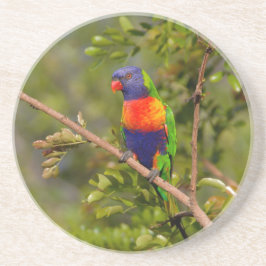 Lorikeet Getränkeuntersetzer