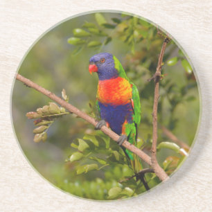 Lorikeet Getränkeuntersetzer
