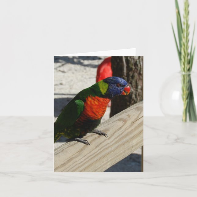 Lorikeet Mitteilungskarten (Vorderseite)