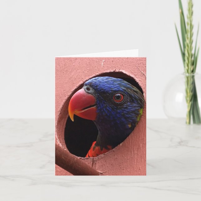 lorikeet notecard (hallo) karte (Vorderseite)