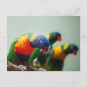 Lorikeet Parrots Postkarte