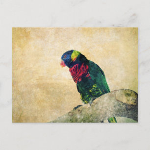 Lorikeet Postcard Postkarte