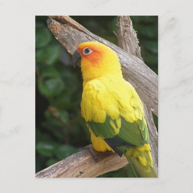 Lorikeet Postcard Postkarte (Vorderseite)