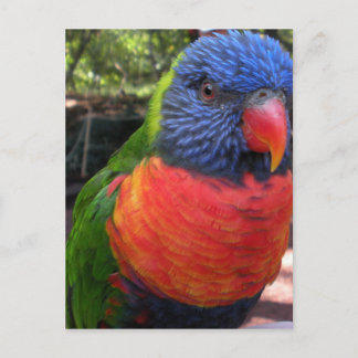 Lorikeet Postkarte