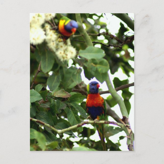 Lorikeet Postkarte (Vorderseite)