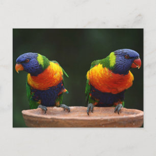 Lorikeet Postkarte