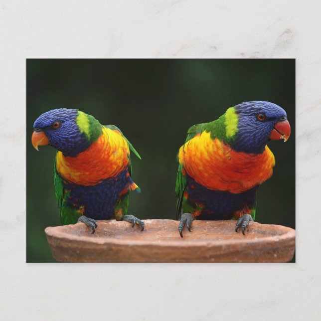 Lorikeet Postkarte (Vorderseite)