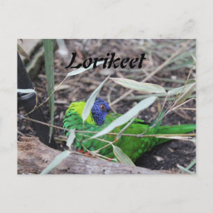 Lorikeet Postkarte