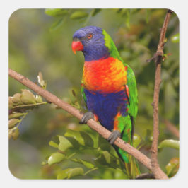 Lorikeet Quadratischer Aufkleber