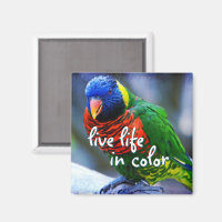 Lorikeet Rot-Grün-Vogel leben in Farbe