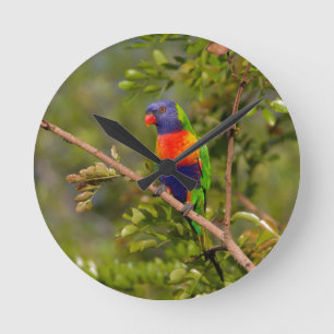 Lorikeet Runde Wanduhr