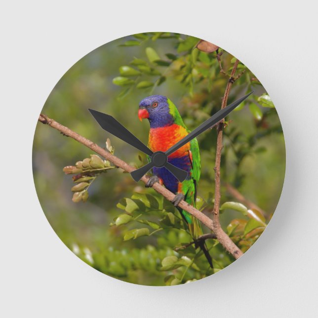 Lorikeet Runde Wanduhr (Vorderseite)