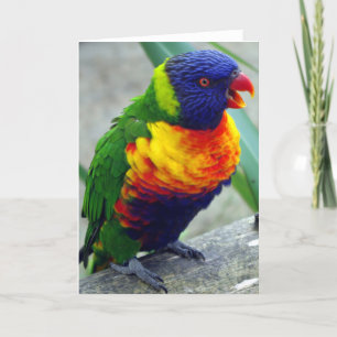 Lorikeet Vogel-Gruß-Karte Karte