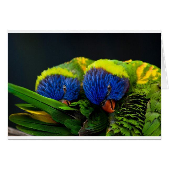 Lorikeets (Vorderseite (Horizontal))