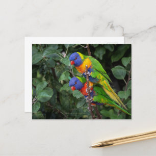 Lorikeets, farbenfrohe Papageien, Postkarte