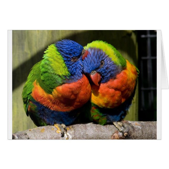 Lorikeets in Liebe (Vorderseite (Horizontal))
