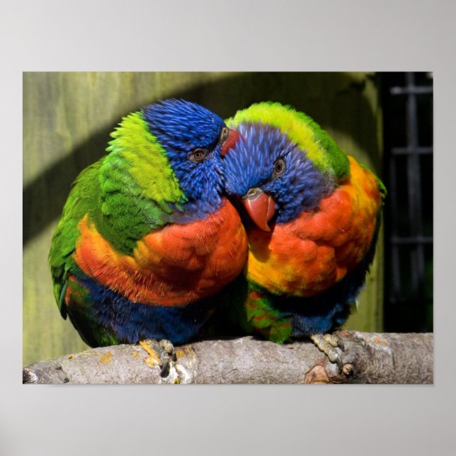 Lorikeets Poster (Vorne)
