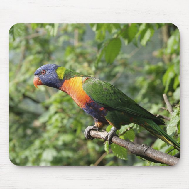 Lorini, Papagei Mousepad (Vorne)