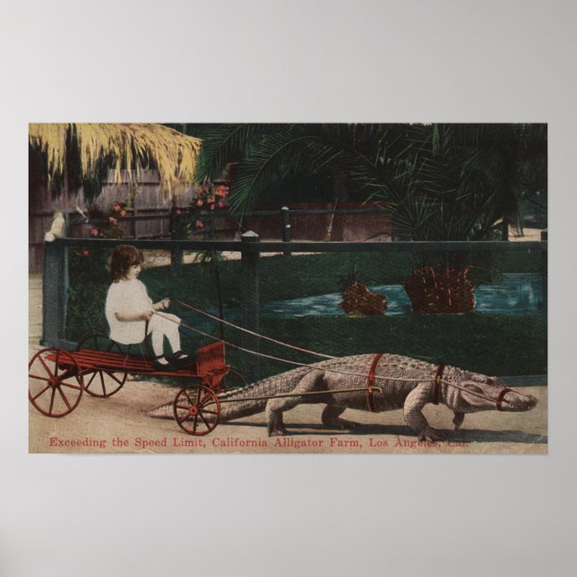 Los Angeles, CAAlligator FarmPulling Girl Poster (Vorne)