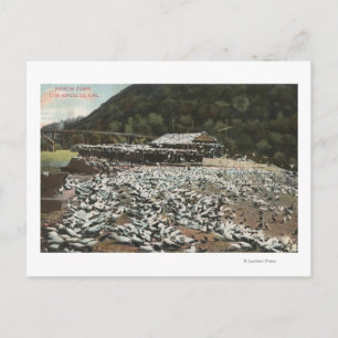 Los Angeles, KalifornienAussicht auf eine Taubenfa Postkarte