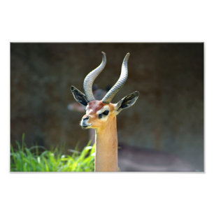 Los Angeles Zoo Fotodruck