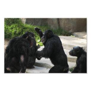 Los Angeles Zoo Fotodruck