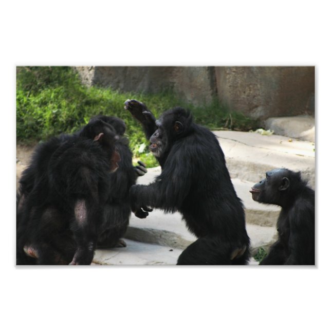 Los Angeles Zoo Fotodruck (Vorne)