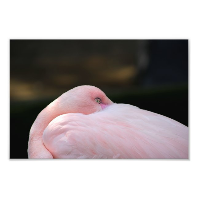 Los Angeles Zoo Fotodruck (Vorne)