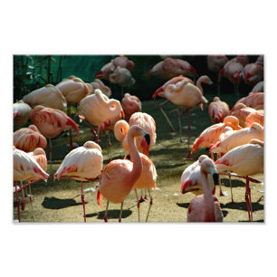 Los Angeles Zoo Fotodruck