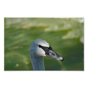 Los Angeles Zoo Fotodruck