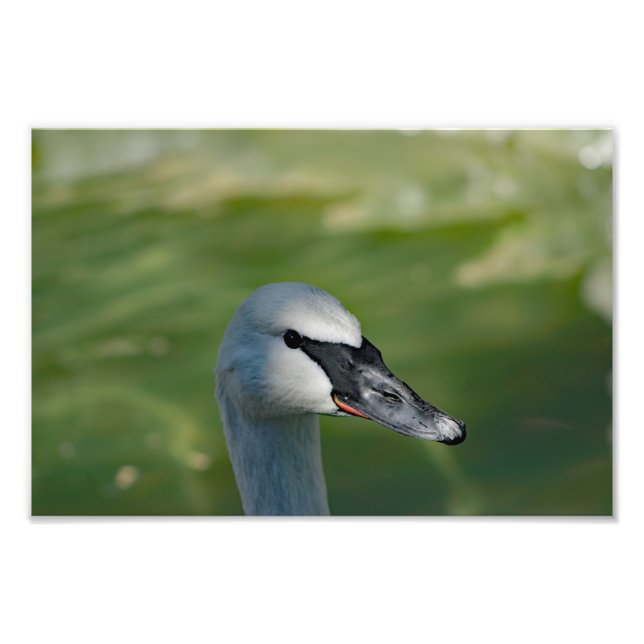 Los Angeles Zoo Fotodruck (Vorne)