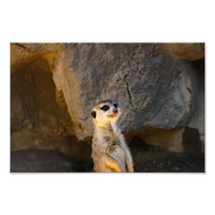 Los Angeles Zoo Fotodruck
