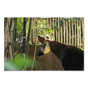 Los Angeles Zoo Fotodruck