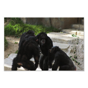 Los Angeles Zoo Fotodruck