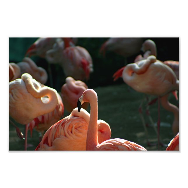 Los Angeles Zoo Fotodruck (Vorne)