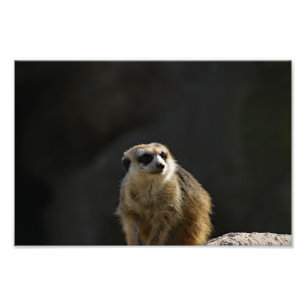 Los Angeles Zoo Fotodruck