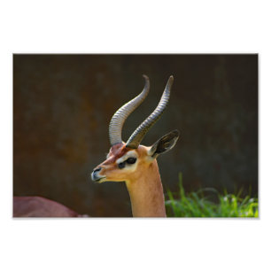 Los Angeles Zoo Fotodruck