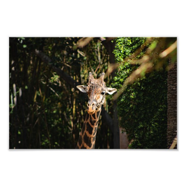 Los Angeles Zoo Fotodruck (Vorne)